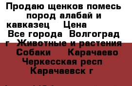 Продаю щенков помесь пород алабай и кавказец. › Цена ­ 1 500 - Все города, Волгоград г. Животные и растения » Собаки   . Карачаево-Черкесская респ.,Карачаевск г.